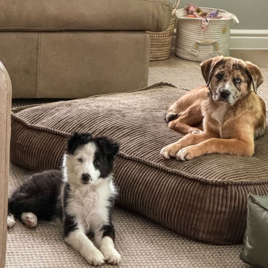 Pooch Pads