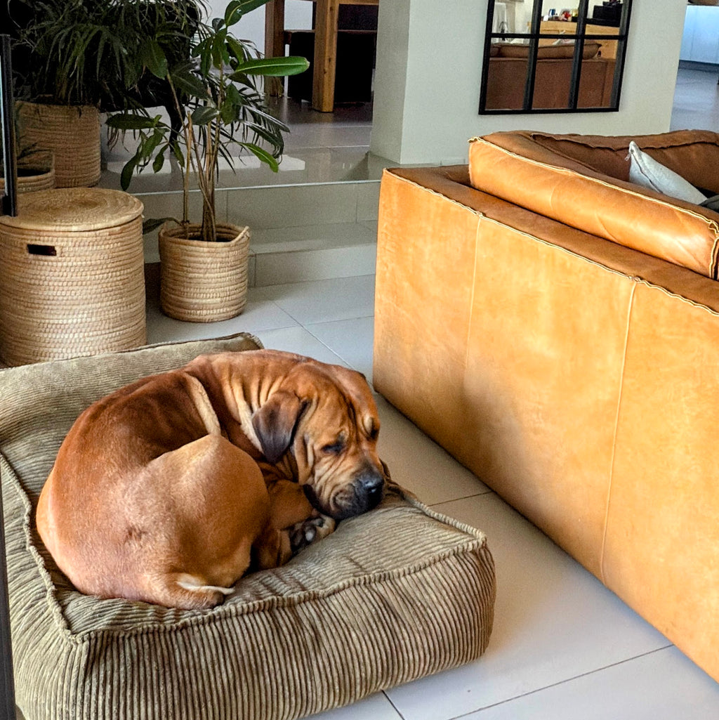 Pooch Pads